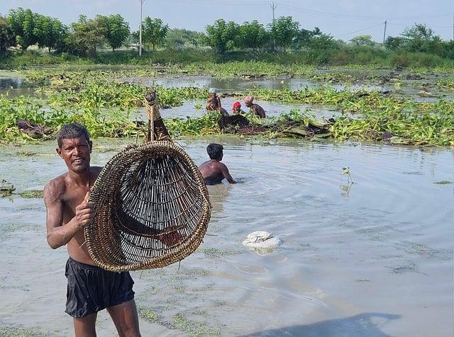 Harvesters collecting makhana in a Mithila pond at sunrise